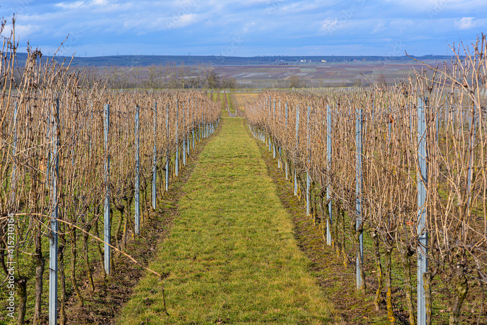 young vines in spring