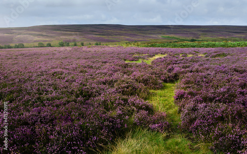 North York Moors with heather in bloom near Goathland, UK.