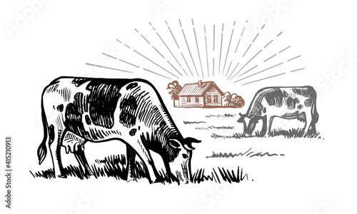 cow stands in a village next to houses
