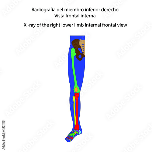 Esqueleto humano radiografía del miembro inferior derecho vista frontal interna