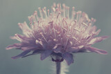 Macro of a pink cornflower isolated on green.