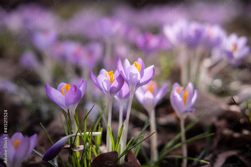Viele blühende Krokusse in einem Park in Düsseldorf, Deutschland Viele blühende Krokusse in einem Park in Düsseldorf, Deutschland