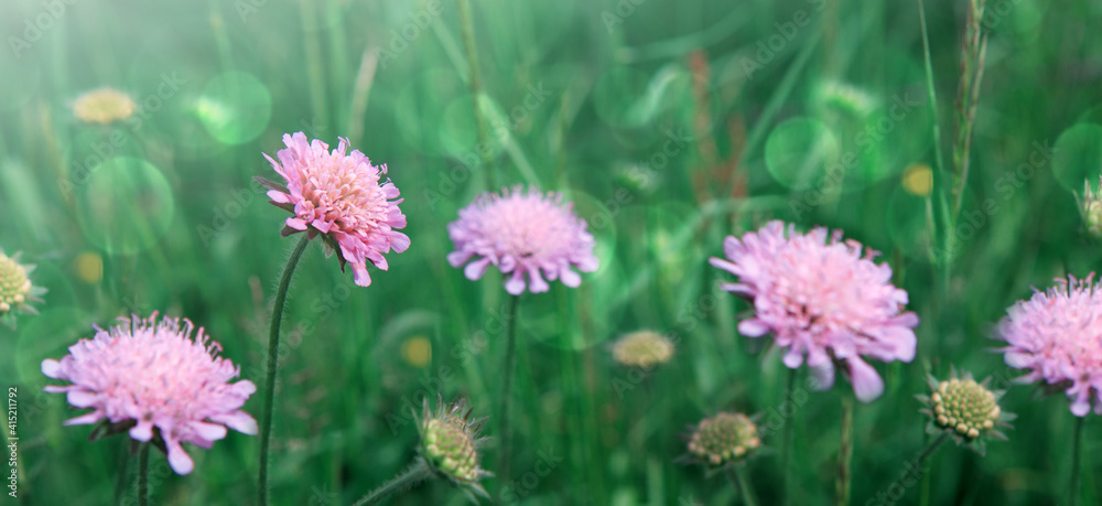 Pink cornflowers isolated on green background. Pink cornflowers isolated on green background.