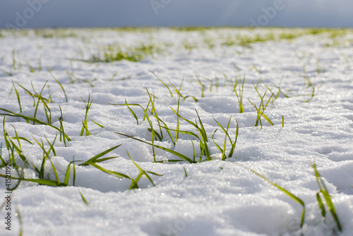 Sprouts of winter wheat on a field covered with snow on a sunny day