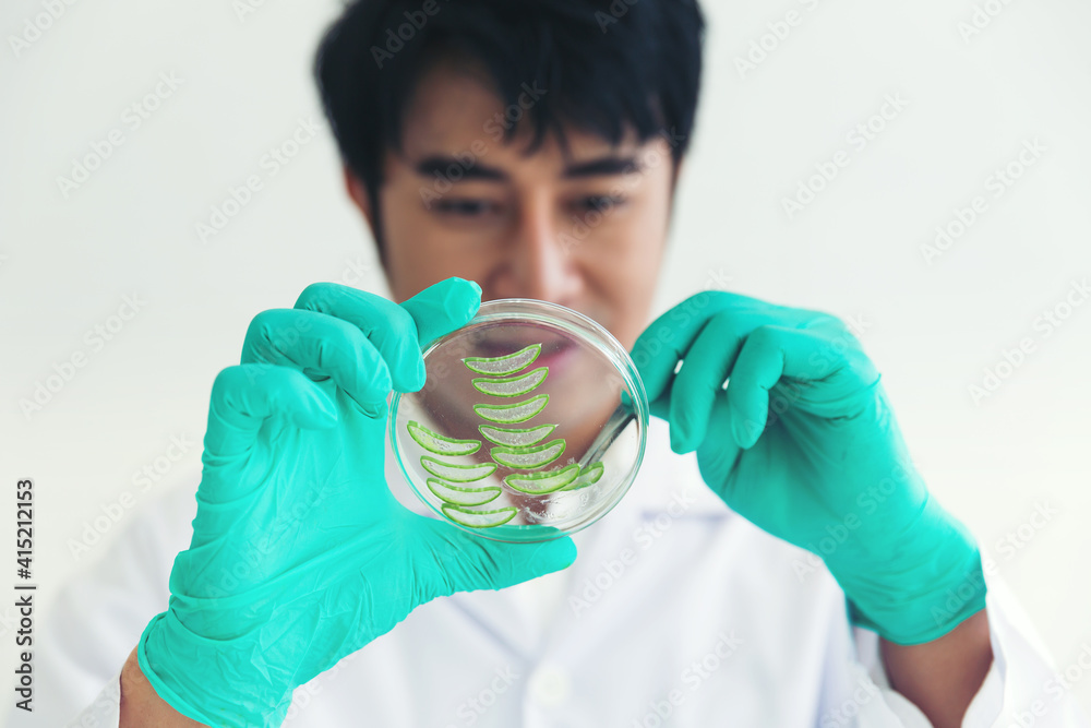Naklejka premium Asian male scientists holding a pane with tests of plants in the laboratory. Scientific experiment. Medical, Lab, Scientific experiment, Researcher, Research