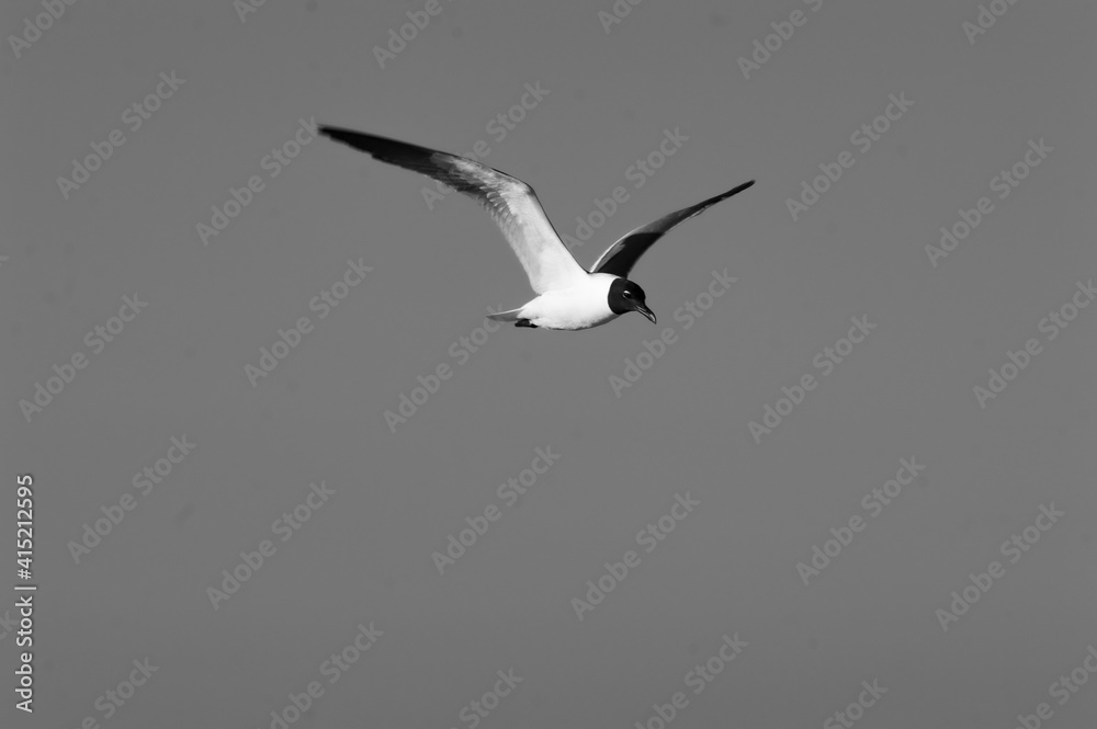 Fototapeta premium Bird in flight