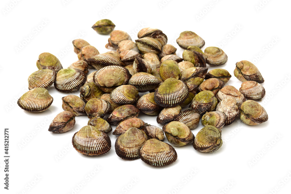 Clams on white background