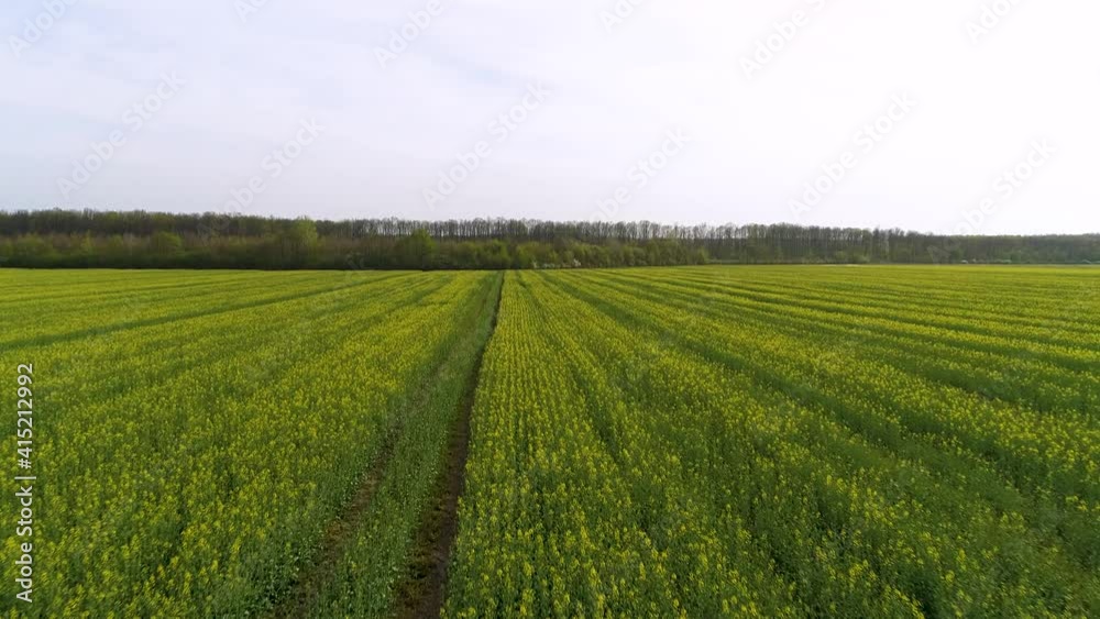 Aerial view of agricultural files during summer time. Aerial view of agricultural files during summer time.