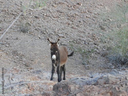 A young wild burro roaming the Picacho State Recreation Area  Imperial County  California.