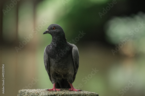 Isolated iridescent pigion with bokeh background