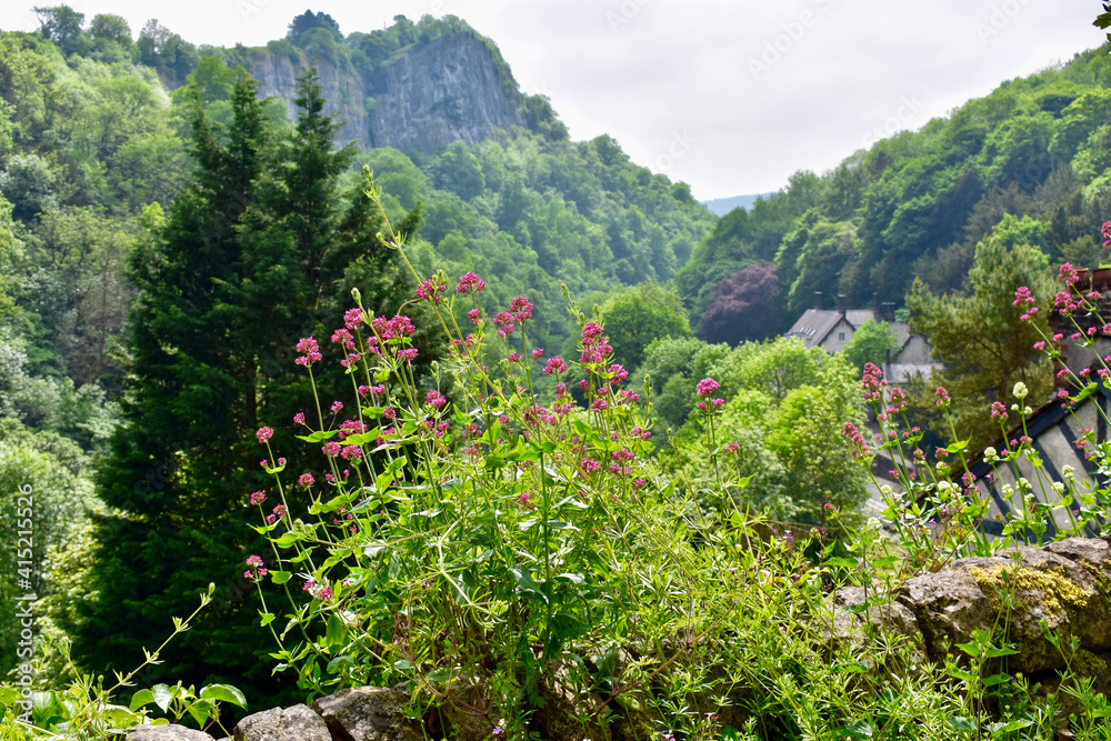 Obraz premium flowers in the mountains