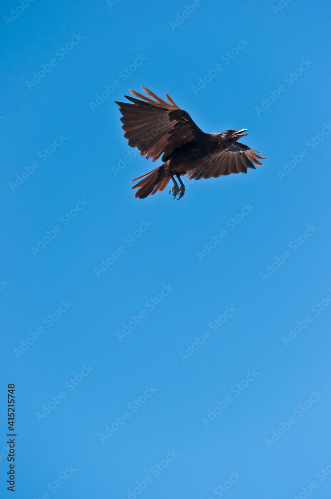 front, bottom view of a crow, preparing to land and squawking to gain a clear space