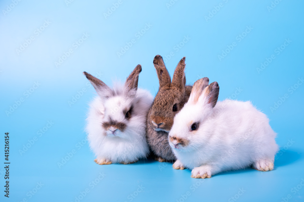Three rabbits white and brown sitting together on blue background with warm family