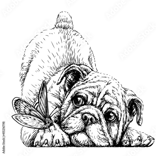Bulldog. Wall sticker. Graphic, black-and-white, sketch portrait of a bulldog puppy with a butterfly on a white background. Digital drawing