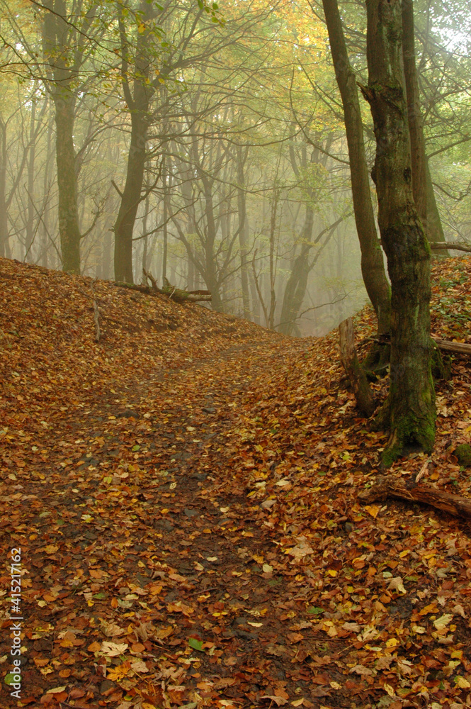 Obraz premium Wald bei leichtem Nebel
