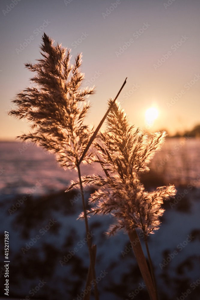 Obraz premium Winterschilf