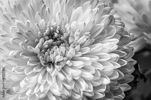 black and white floral background of white chrysanthemum close up