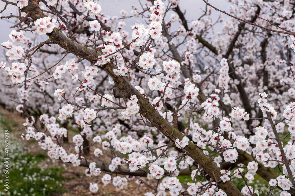 Apricot tree in bloom, apricot blossoms