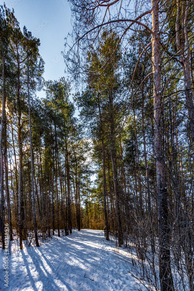 A ray of winter sun illuminated an alley in a pine forest A ray of winter sun illuminated an alley in a pine forest