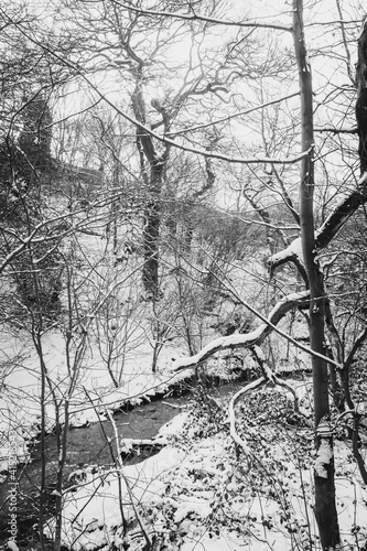 Throckley Dene (woodlands) in west Newcastle after heavy snowfall in black and white photo