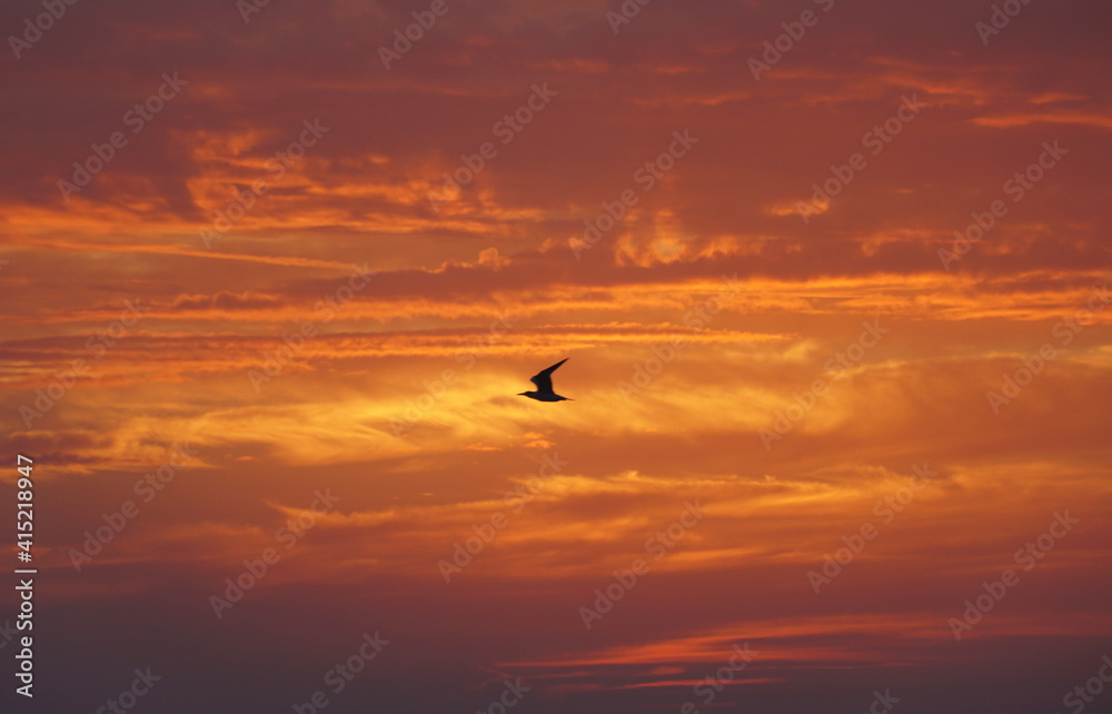 A bird flying through the red sky during sunset near Madeira Beach, Florida, U.S.A
