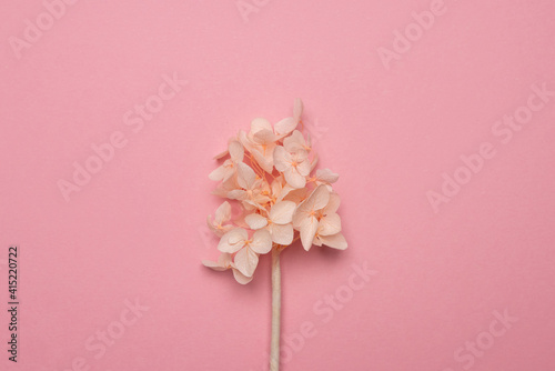Fototapeta Naklejka Na Ścianę i Meble -  Dry delicate flowers on a pink paper background with an empty copy space in the center of the image