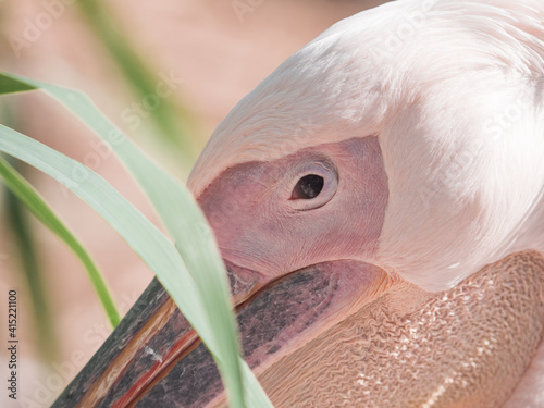 close up of a pink pelican photo