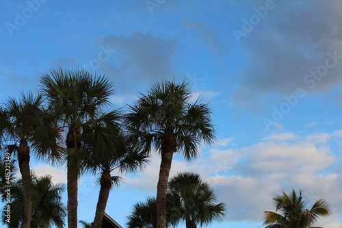 palm trees against blue sky