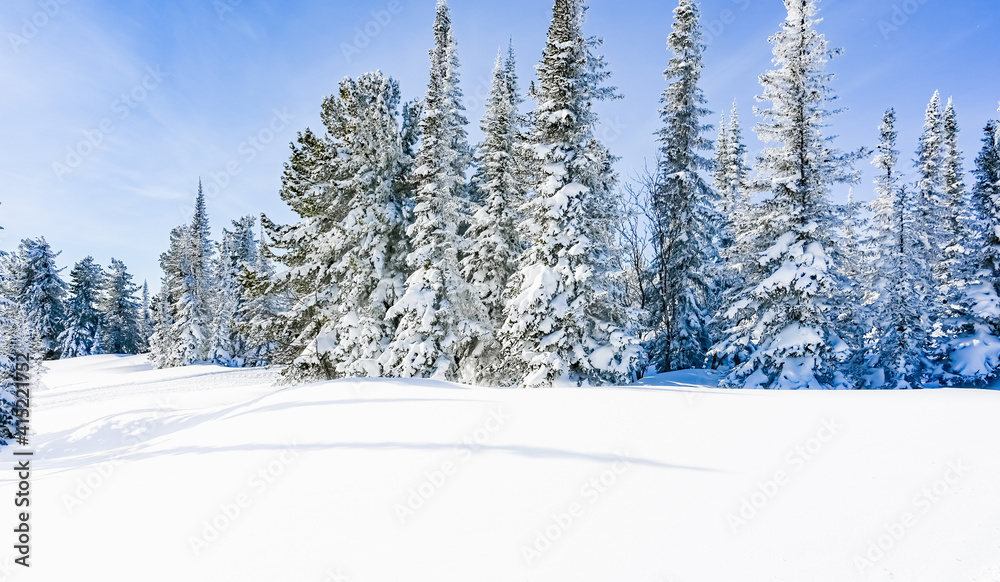 Fototapeta premium winter trees in the snow
