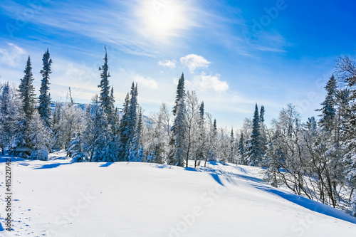 winter trees in the snow