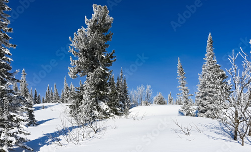 winter trees in the snow