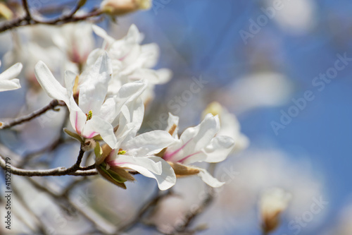 blooming Kobushi magnolia tree in spring © pheeby