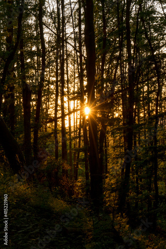 sunset in the woods © Benjamin
