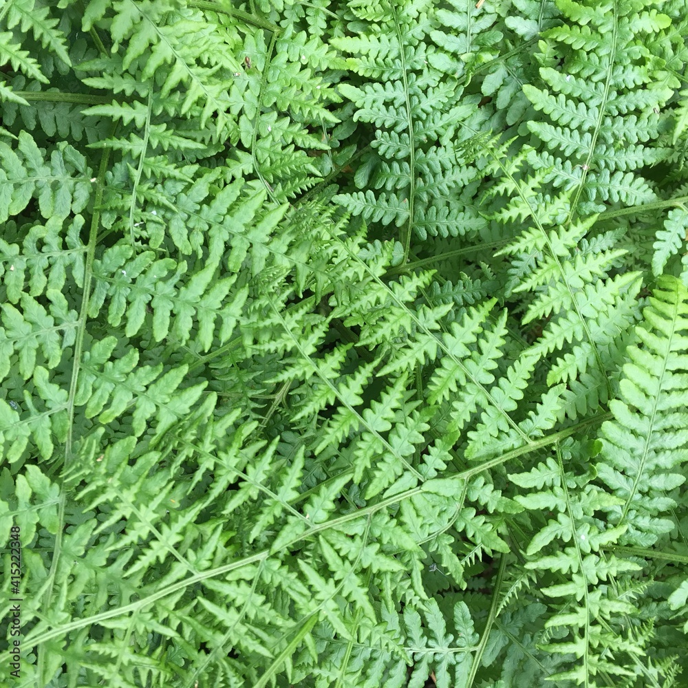 Close up of fern leaves for background 