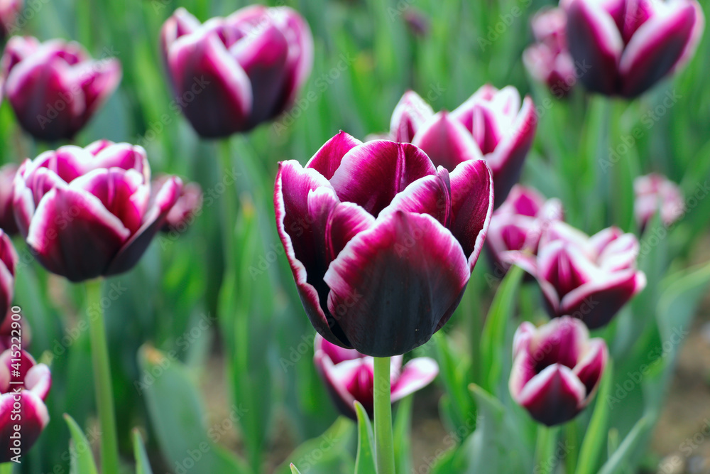 Maroon tulip with white edges close-up in the center in a botanical garden, in the background flowers are blurred Maroon tulip with white edges close-up in the center in a botanical garden, in the background flowers are blurred
