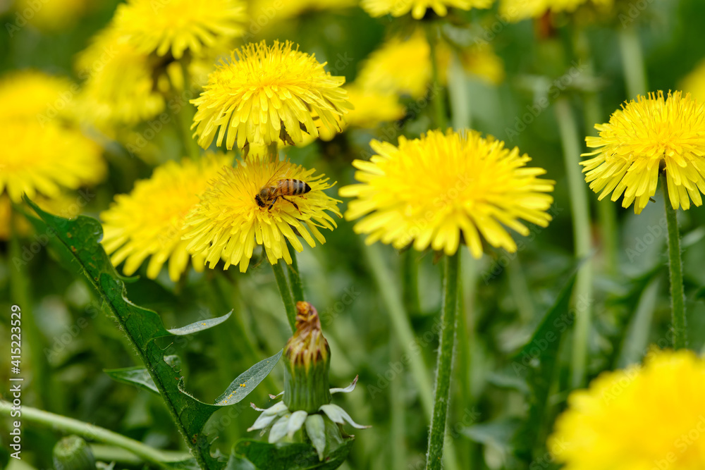A bee sitting on yellow dandelion blossom on a springtime meadow in April in Germany A bee sitting on yellow dandelion blossom on a springtime meadow in April in Germany
