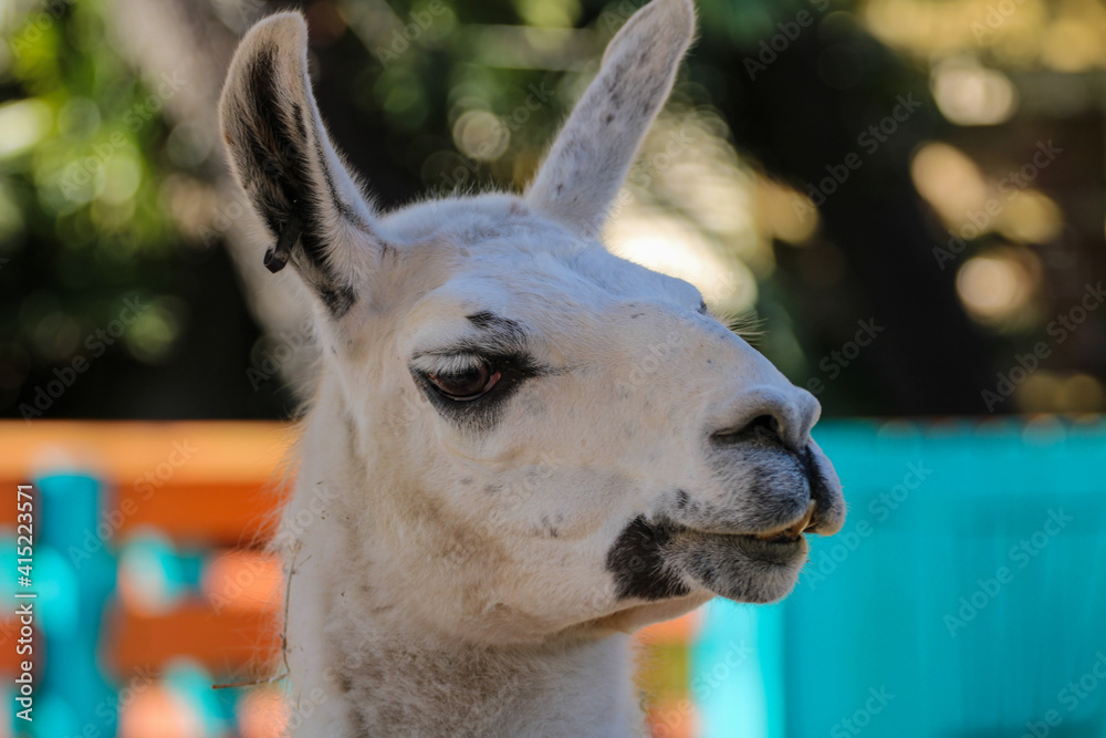 close up of a llama portrait 