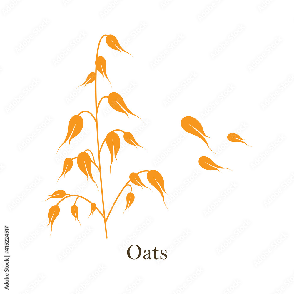 Oats cereals grain. Vector illustration isolated on white background Oats cereals grain. Vector illustration isolated on white background