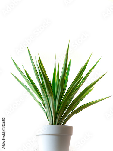 Home Plant with beautiful green leafs