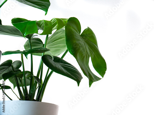 Home Plant with beautiful green leafs