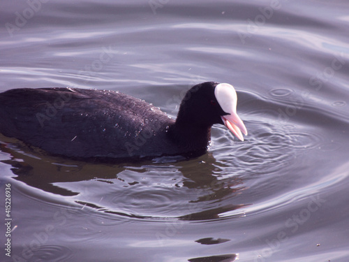 ptak łyska czarny zwierze woda wodny