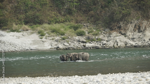 Elephants crossing river in Bhutan