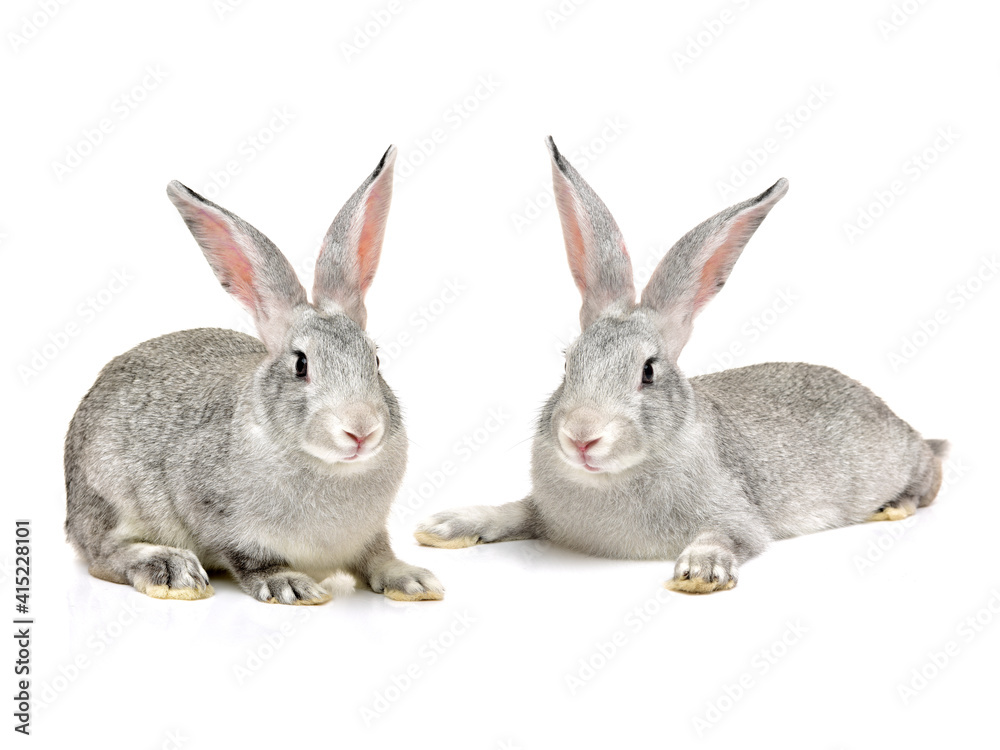 Obraz premium grey rabbit on a white background