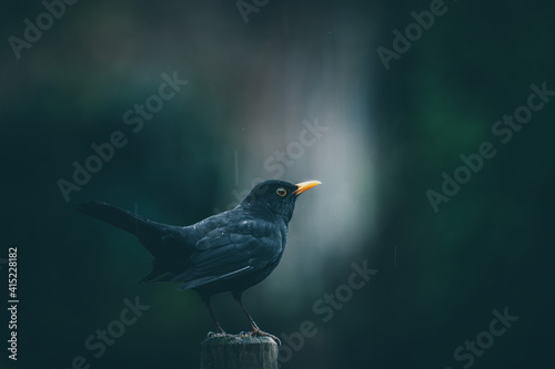 Blackbird (Turdus merula) dark background