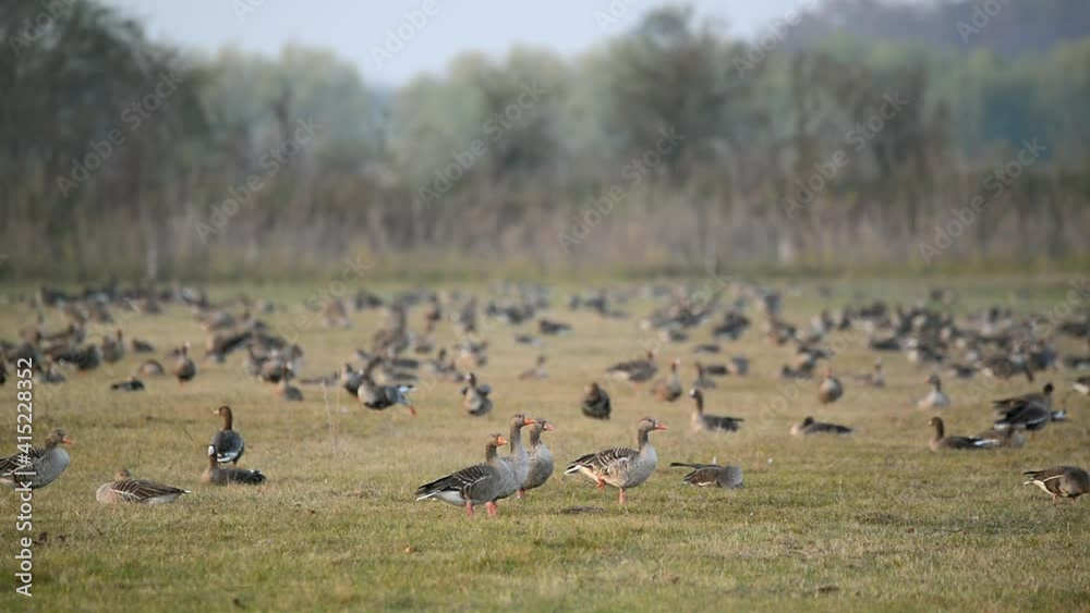 Flock of White-fronted goose Flock of White-fronted goose