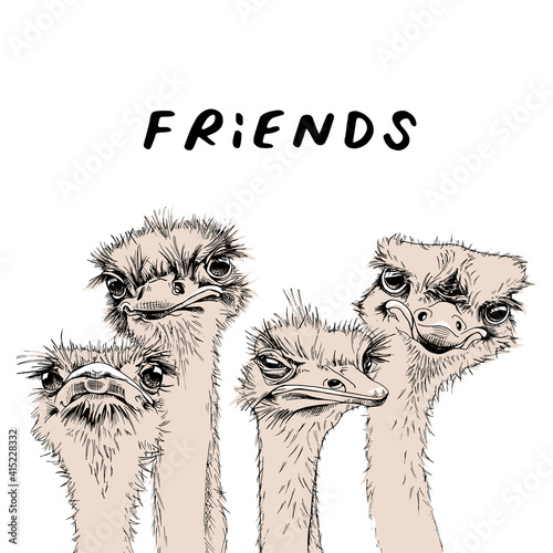 Portrait of a four Funny Ostriches. Friends - lettering quote. Humor card, t-shirt composition, hand drawn style print. Vector illustration.