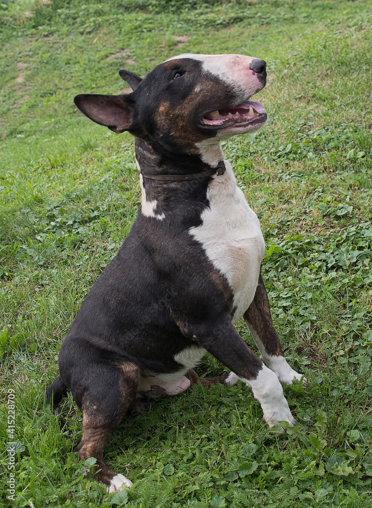 Dog breed bull terrier on the grass.