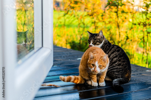 Photography two cats