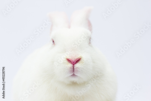 rabbit mouth and nose, abstract macro shot