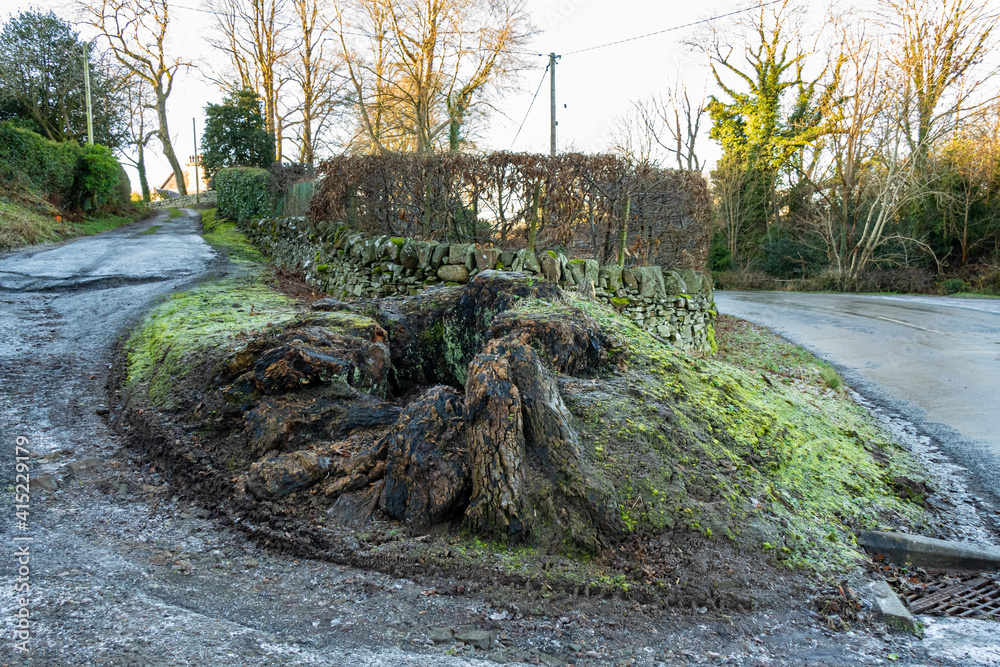 Fototapeta premium An old rotten hollow decomposing deciduous tree stump on frozen ground in winter